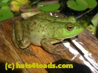 /home//u458753944/public_html/sourcegallery///Frogs/More bullfrogs/DSCN5473.JPG